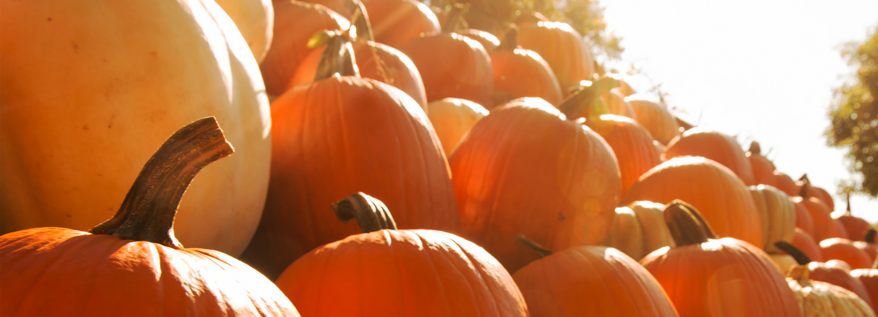 Pumpkin Patches and Pumpkin Taxes