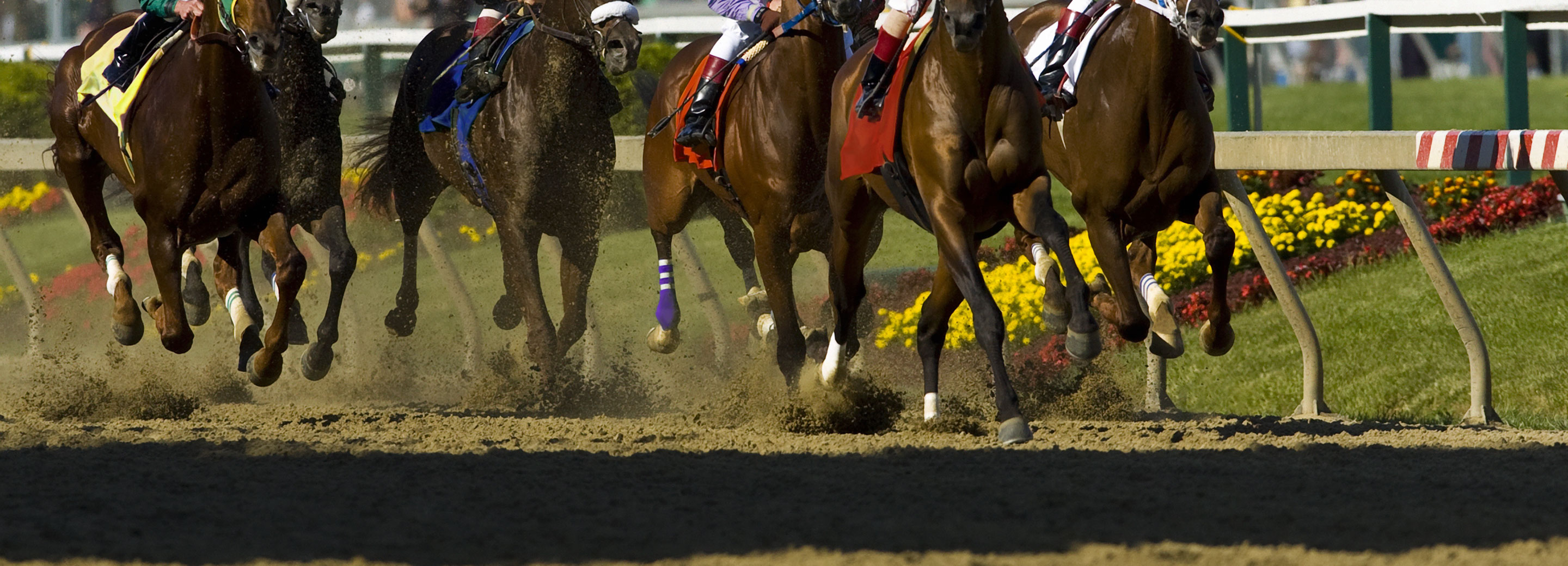 how are horses taxed?