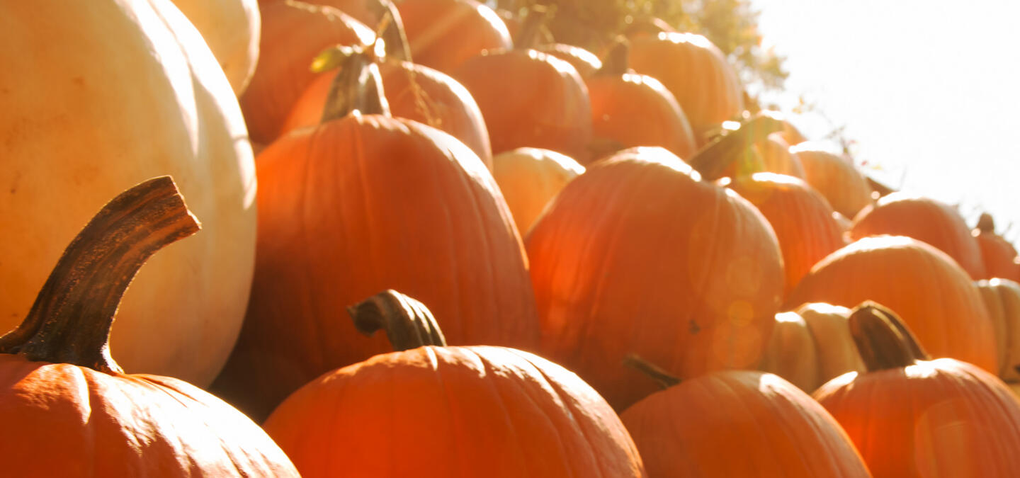 Pumpkin Patches and Pumpkin Taxes