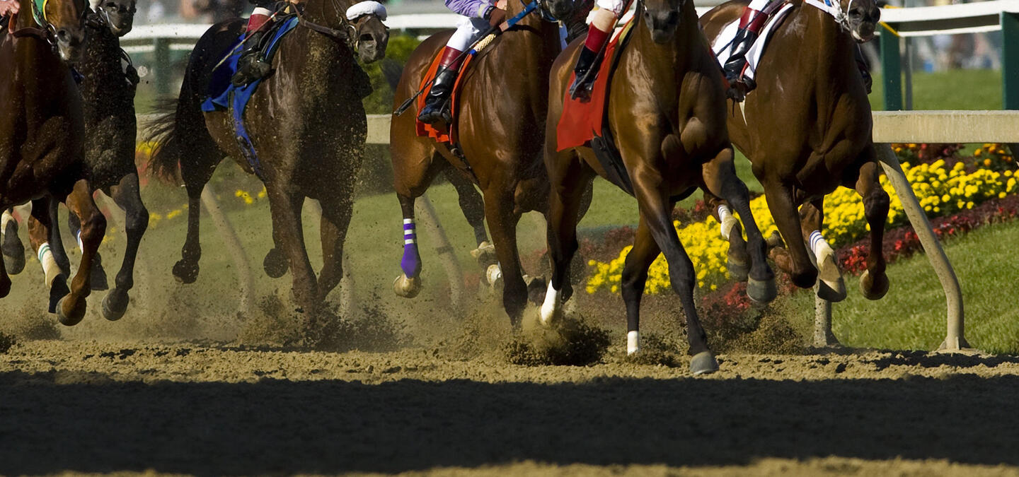 how are horses taxed?