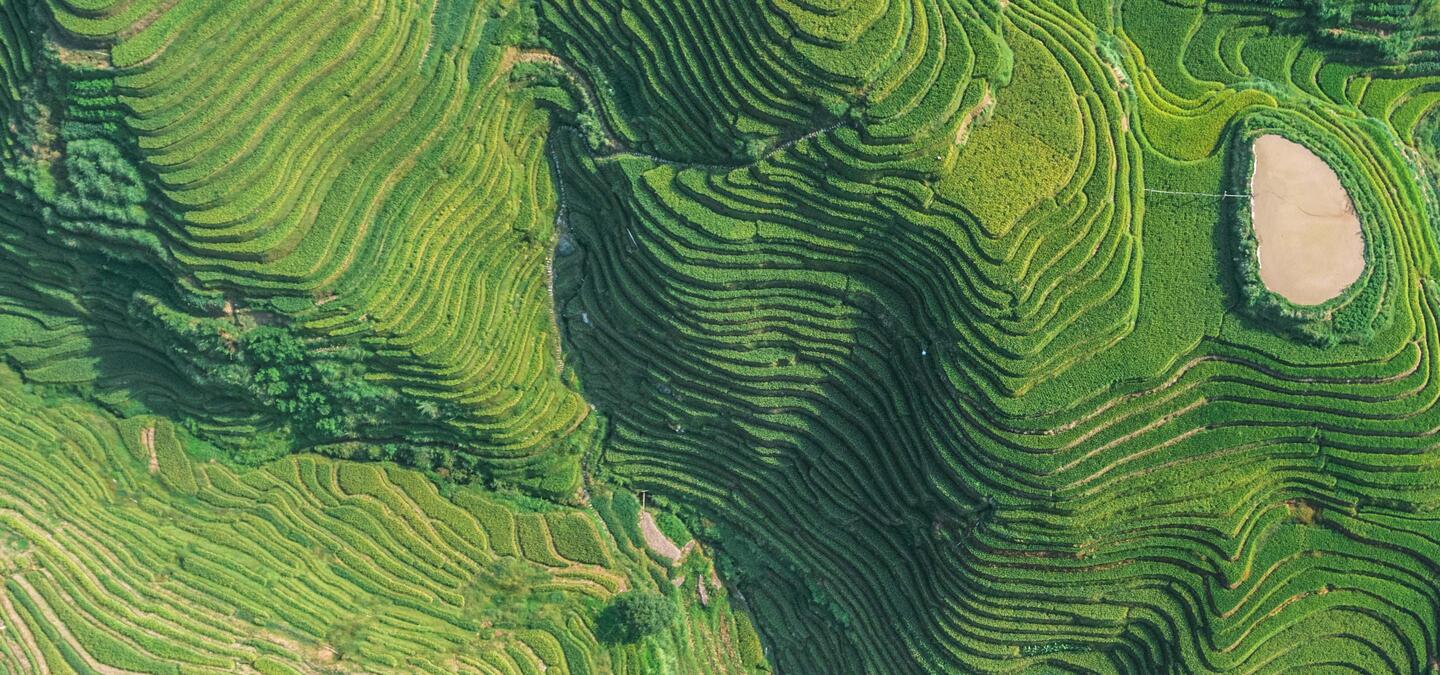 Green Landscape